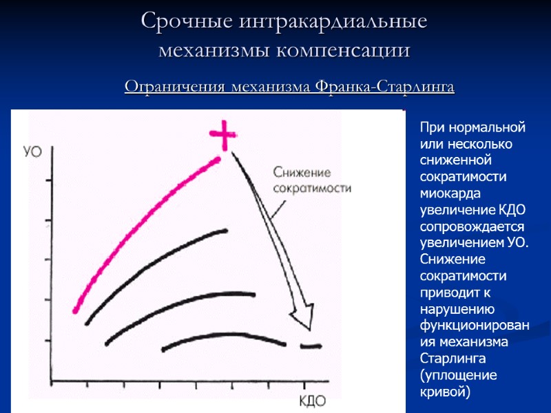 Срочные интракардиальные  механизмы компенсации Ограничения механизма Франка-Старлинга При нормальной или несколько сниженной 